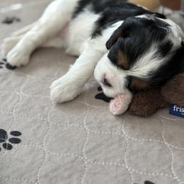Cavalier King Charles Spaniel Puppies from Angels and Nobility Cavaliers