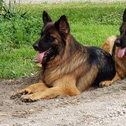 Milena - German Shepherd