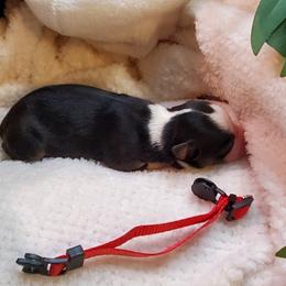 Miniature Australian Shepherd Puppies from Barnyard Mini Aussies