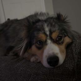 Kimber - Miniature Australian Shepherd
