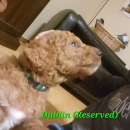 Goldendoodle Puppies from Kimber's Doodles