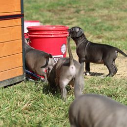 American Bully Puppies from XLRG BULLIES