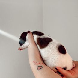 Dachshund Puppies from Magnolia Dachshunds