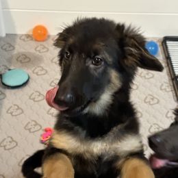 German Shepherd Puppies from Devon Rugerio's German Shepherds