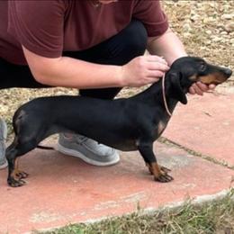 Heidi - Dachshund