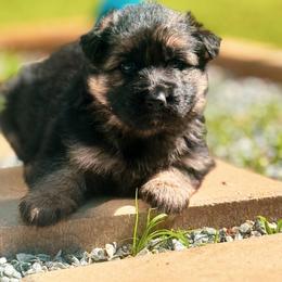 Girl 1 - Black and silver female German Shepherd puppy in Pickens, South Carolina from Von Maqqedah Haus German Shepherds