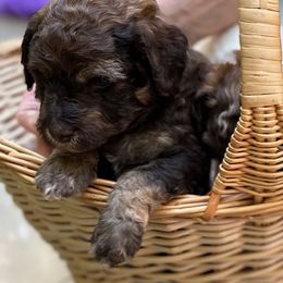 Boy 1 - Sable male Goldendoodle puppy in Gig Harbor, Washington from Sandy’s Goldendoodles