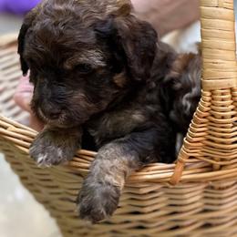 Boy 1 - Sable male Goldendoodle puppy in Gig Harbor, Washington from Sandy’s Goldendoodles