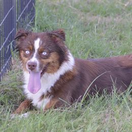 Red Skye - Australian Shepherd
