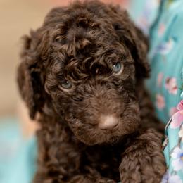 Constance - Brown female Poodle puppy in Grimsley, Tennessee from Above Standard Poodles