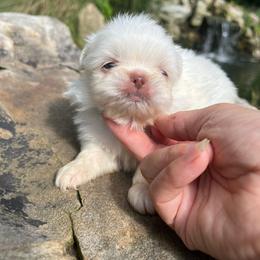 AKC Sky - Pekingese puppy from Imperial Pekingese