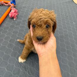 Boy 2 - Apricot male Goldendoodle puppy in Godley, Texas from Godley Designer Doodles