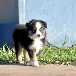 Isabel - Black tri female Toy Australian Shepherd puppy in Wichita Falls, Texas from Shooting Stars Ranch Toy and Mini Aussies