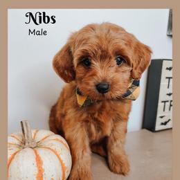 Bibs - Red  male Goldendoodle puppy in Hilton, New York from The House of Goldendoodle