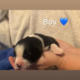 Miniature Australian Shepherd Puppies from Deep South Aussie's
