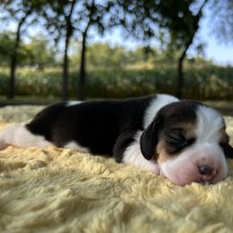AKC Boo - Black tan and white male Beagle puppy in Chillicothe, Missouri from Tymber Lake Beagles