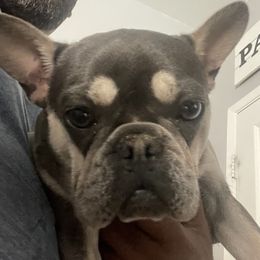 Maggie - French Bulldog