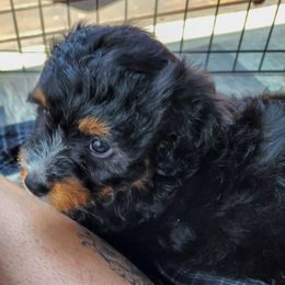 Assorted Doodle Crosses Puppies from Do Wah Diddy Doodles