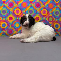 Grey - Brown male Poodle puppy in Houma, Louisiana from Smart Azz Poodles
