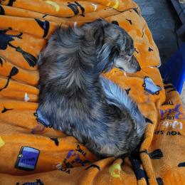 Bentley - Dachshund