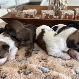 Yorkshire Terrier puppies from Shanequa's Yorkshire Terriers