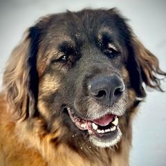 Mishka - Leonberger