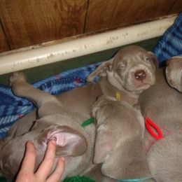 Weimaraner Puppies from Megan's Weimaraners