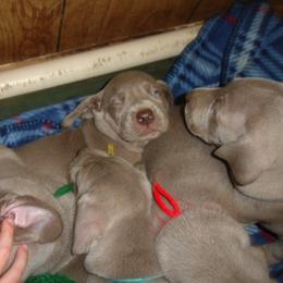 Weimaraner Puppies from Megan's Weimaraners
