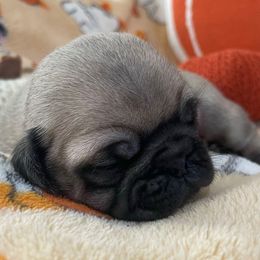 Gene - Fawn male Pug puppy in Hanover, Virginia from Pure Pugs