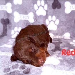 Red Collar - Red and rust male Doberman Pinscher puppy in Louisville, Kentucky from Ruiz Dobermans