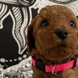 Missy - Red  Poodle puppy in Houston (Rosenberg Area), Texas from Danielle's Poodles