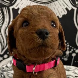 Missy - Red  Poodle puppy in Houston (Rosenberg Area), Texas from Danielle's Poodles