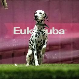 Dalmatians from SpotWise Dalmatians