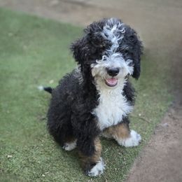 Boy 2 flopsy - Tri-color male Bernedoodle puppy in Vancouver, Washington from Doo a Little Doodle