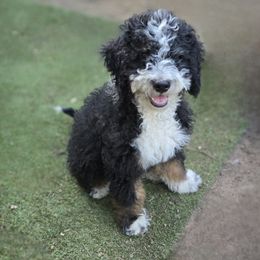 Boy 2 flopsy - Tri-color male Bernedoodle puppy in Vancouver, Washington from Doo a Little Doodle