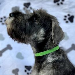 Giant Schnauzer and Miniature Schnauzer Puppies from My Angel Schnauzers
