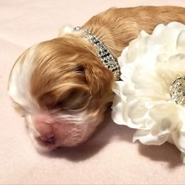 Cocker Spaniel Puppies from Chloe's Cocker Spaniels