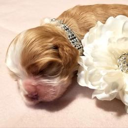 Cocker Spaniel Puppies from Chloe's Cocker Spaniels