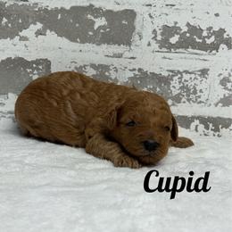 Cupid - Red  male Goldendoodle puppy in Nortonville, Kentucky from Deb’s KY Doodles