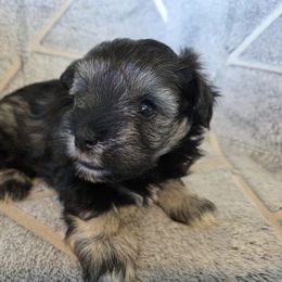 Pepper - Salt and pepper female Miniature Schnauzer puppy in Paradise, Utah from Highbornschnauzers