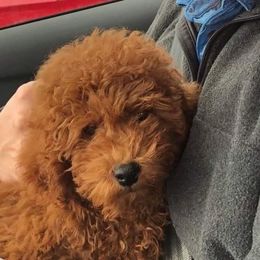 Poodle Puppies from Klaus Poodles