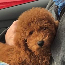 Poodle Puppies from Klaus Poodles