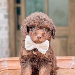 Archie - Chocolate male Goldendoodle puppy in Iola, Texas from Supreme Doodles of Texas