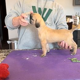 Great Dane Puppies from Alpine Great Danes