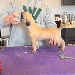 Great Dane Puppies from Alpine Great Danes