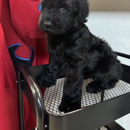 Giant Female A - Black female Giant Schnauzer puppy in Pearland, Texas from K & S Schnauzers