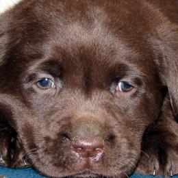 Cavalier King Charles Spaniel and Labrador Retriever Puppies from Camden's Caring Canines