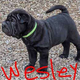 Chinese Shar-Pei Puppies from Princess Buttercup Pups