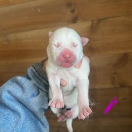 Girl 1 - White female Siberian Husky puppy in Iron River, Wisconsin from Wiemeri Siberians