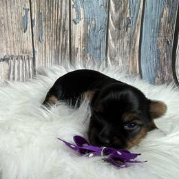Xena - Black and tan female Yorkshire Terrier puppy in Tulsa, Oklahoma from Conns Cuddly Canines